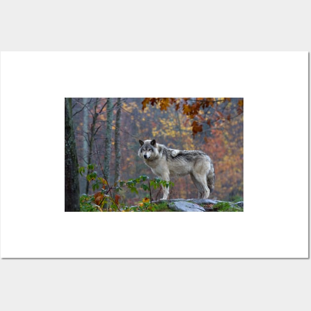 Timber Wolf Wall Art by Jim Cumming